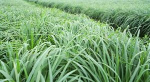 Lemon Grass Sekhmet Healing Amazing healing plant