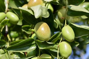 Sekhmet Healing Ancient Plant Medicine for Modern Day ailments. Jojoba plant one of natures most powerful healing plants.