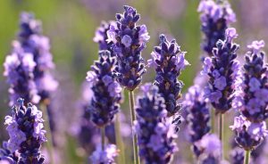 Sekhmet Healing Ancient Plant Medicine for Modern Day ailments. Lavender flowers help you sleep.