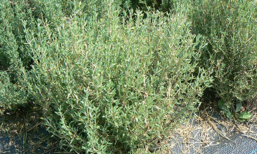 Sekhmet healing Thyme plant growing in a well drained garden