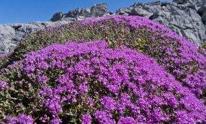 Sekhmet Healing Wild Thyme growing in the mountains of Crete.