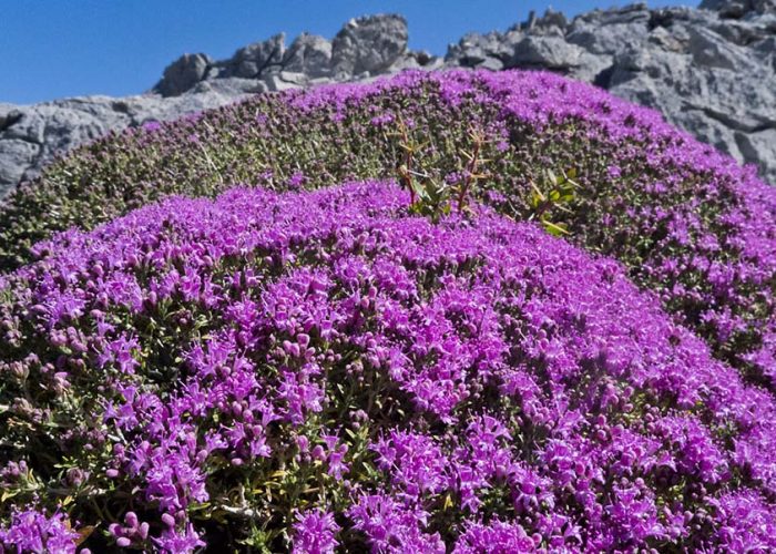Sekhmet Healing Wild Thyme growing in the mountains of Crete.